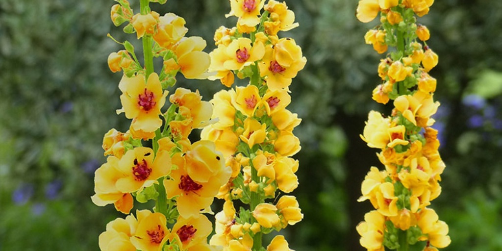 Hoo House Nursery Verbascum 'Cotswold Queen'